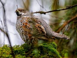 Attēlu rezultāti vaicājumam “Tetrastes bonasia female”
