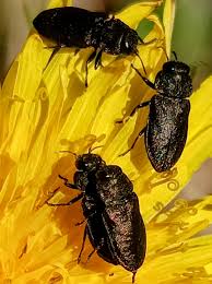 Attēlu rezultāti vaicājumam “Anthaxia quadripunctata”