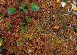 Attēlu rezultāti vaicājumam “Sphagnum balticum”