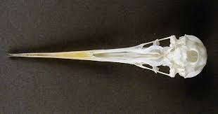 Attēlu rezultāti vaicājumam “Haematopus ostralegus”