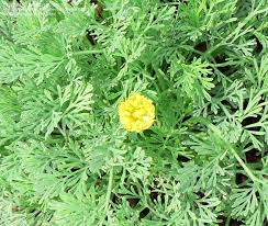 Attēlu rezultāti vaicājumam “Eschscholzia californica leaf”