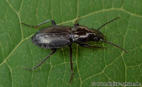 Attēlu rezultāti vaicājumam “Pterostichus oblongopunctatus”