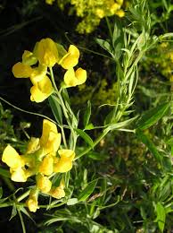 Attēlu rezultāti vaicājumam “Lathyrus pratensis flower”