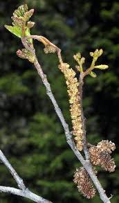 Attēlu rezultāti vaicājumam “Alnus incana bud”