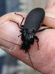 Attēlu rezultāti vaicājumam “Pterostichus niger”