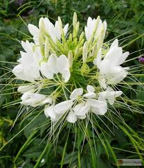 lateinischer Name: Cleome spinosa \u0026#39;Helen Campbell\u0026#39;. deutscher Name: Spinnenblume \u0026#39;Helen Campbell\u0026#39;. Cleome spinosa \u0026#39;Helen Campbell\u0026#39; -- Spinnenblume - Cleome%20spinosa%20Helen%20Campbell%20Botanik.de%20MB.preview