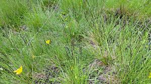 Attēlu rezultāti vaicājumam “Nardus stricta”