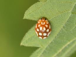 Attēlu rezultāti vaicājumam “Sospita vigintiguttata”