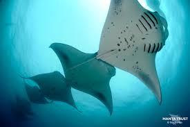 Image result for Mobula alfredi