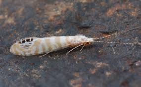 Attēlu rezultāti vaicājumam “Trichoptera”