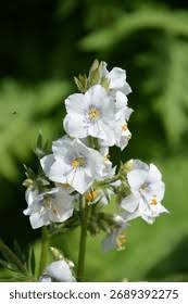 Image result for Polemonium coeruleum album