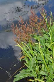 Attēlu rezultāti vaicājumam “Rumex hydrolapathum”