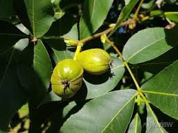 Attēlu rezultāti vaicājumam “Carya ovata fruit”