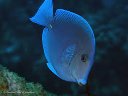 Image result for Acanthurus coeruleus