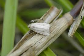 Attēlu rezultāti vaicājumam “Mythimna sp.”