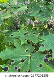 Attēlu rezultāti vaicājumam “Rhytisma acerinum”