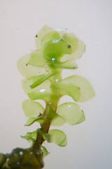 Attēlu rezultāti vaicājumam “Scapania irrigua”