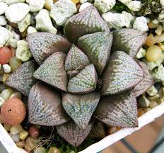 Image result for Haworthia mix