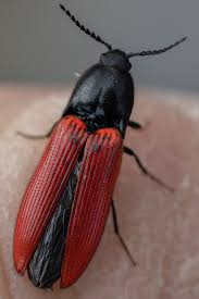 Attēlu rezultāti vaicājumam “Ampedus sp.”