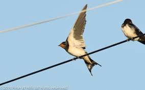 Attēlu rezultāti vaicājumam “Hirundo rustica adult”