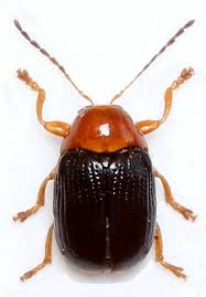 Attēlu rezultāti vaicājumam “Cryptocephalus pusillus”