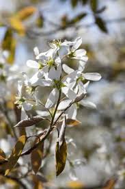 Attēlu rezultāti vaicājumam “Amelanchier spicata flower”