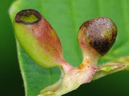 Attēlu rezultāti vaicājumam “Tetraneura ulmi”