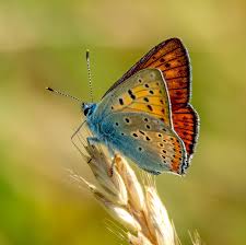 Attēlu rezultāti vaicājumam “Lycaena alciphron”