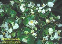 Image result for Begonia cucullata var. Hookeri