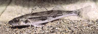 Image result for Sander canadensis