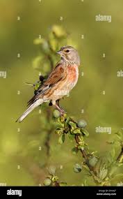 Attēlu rezultāti vaicājumam “Carduelis cannabina adult”
