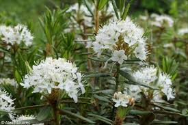 Attēlu rezultāti vaicājumam “Ledum palustre fruit”