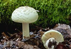Attēlu rezultāti vaicājumam “Amanita citrina”