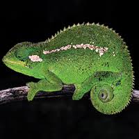 Attēlu rezultāti vaicājumam “Oligonema favogineum sessile”