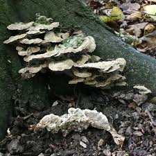 Attēlu rezultāti vaicājumam “Cerrena unicolor”