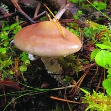 Attēlu rezultāti vaicājumam “Stropharia hornemannii”