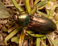 Attēlu rezultāti vaicājumam “Selatosomus aeneus”