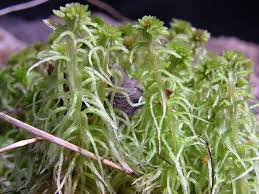 Attēlu rezultāti vaicājumam “Sphagnum cuspidatum”