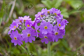 Attēlu rezultāti vaicājumam “Primula farinosa fruit”