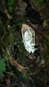 Attēlu rezultāti vaicājumam “Akanthomyces aculeatus”