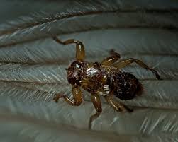 Attēlu rezultāti vaicājumam “Lipoptena cervi”