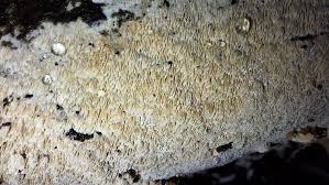 Attēlu rezultāti vaicājumam “Schizopora paradoxa”