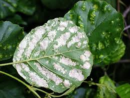 Attēlu rezultāti vaicājumam “Eriophyes padi”