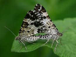 Attēlu rezultāti vaicājumam “Epirhoe tristata”