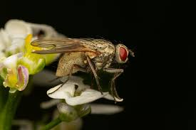 Attēlu rezultāti vaicājumam “Muscidae”