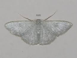Attēlu rezultāti vaicājumam “Idaea straminata”