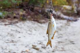 Image result for Rutilus heckelii