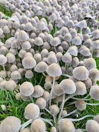 Attēlu rezultāti vaicājumam “Coprinus disseminatus”