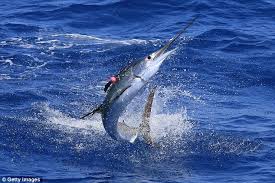 Image result for Kajikia albida