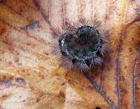 Attēlu rezultāti vaicājumam “Spilosoma lutea larva”